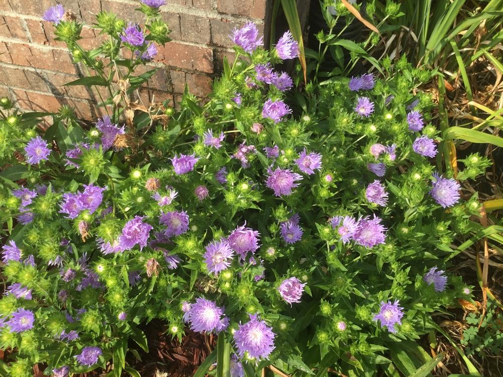 Photo of Stokes' Aster (Stokesia laevis) uploaded by KYgal