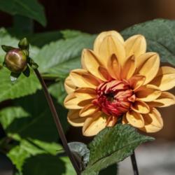 Location: Dahlia Hill, Midland, Michigan
Date: 2019-09-14
A just opening bloom with a tight bud alongside