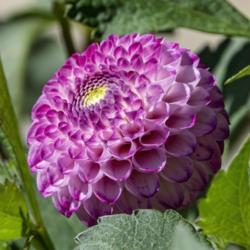 Location: Dahlia Hill, Midland, Michigan
Date: 2019-09-14
These blooms open with an unusual yellow green center.  The petal