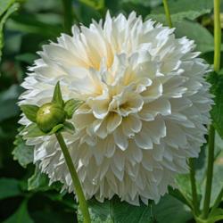 Location: Dahlia Hill, Midland, Michigan
Date: 2018-09-08
Gitts Attention blooms have a subtle glow from the ivory or cream