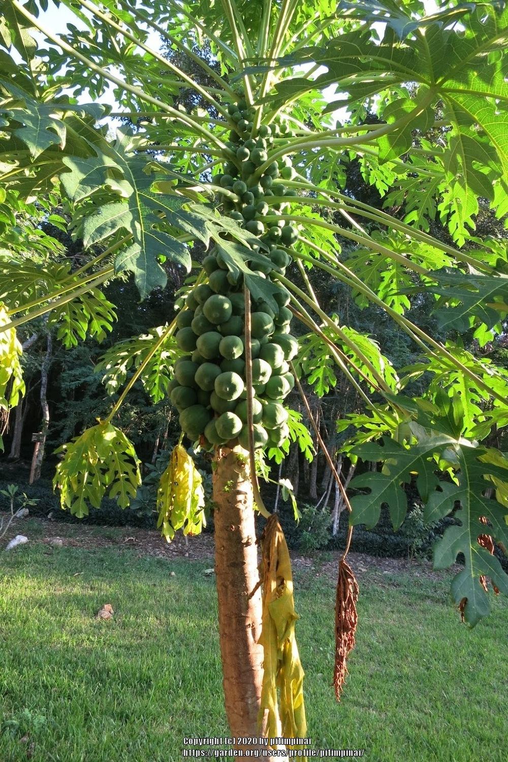 Photo of Papaya (Carica) uploaded by pitimpinai