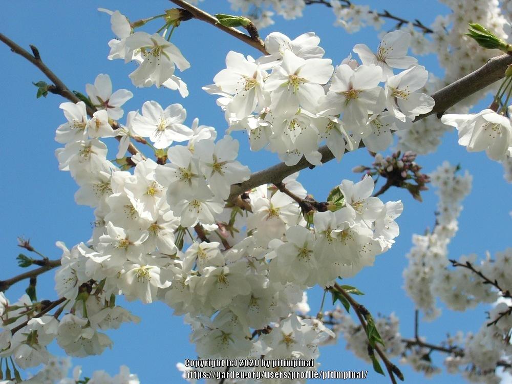 Photo of Japanese Flowering Cherry (Prunus serrulata 'Yae-Akebono') uploaded by pitimpinai