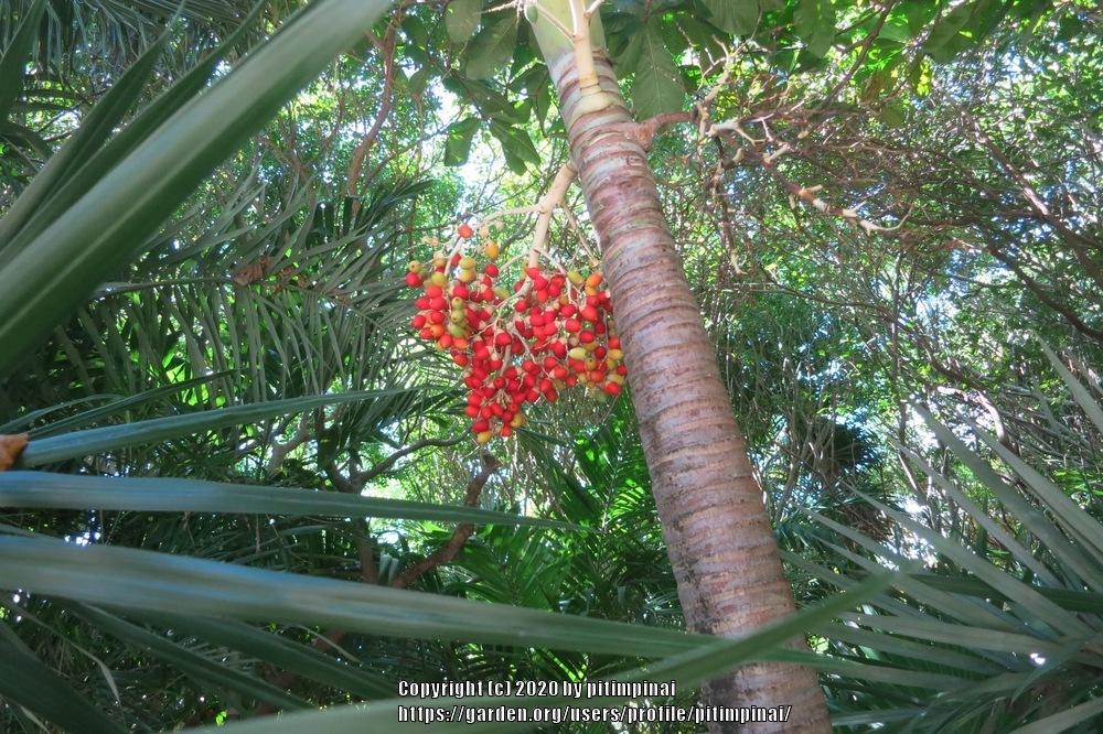 Photo of Fishtail Palm (Caryota) uploaded by pitimpinai