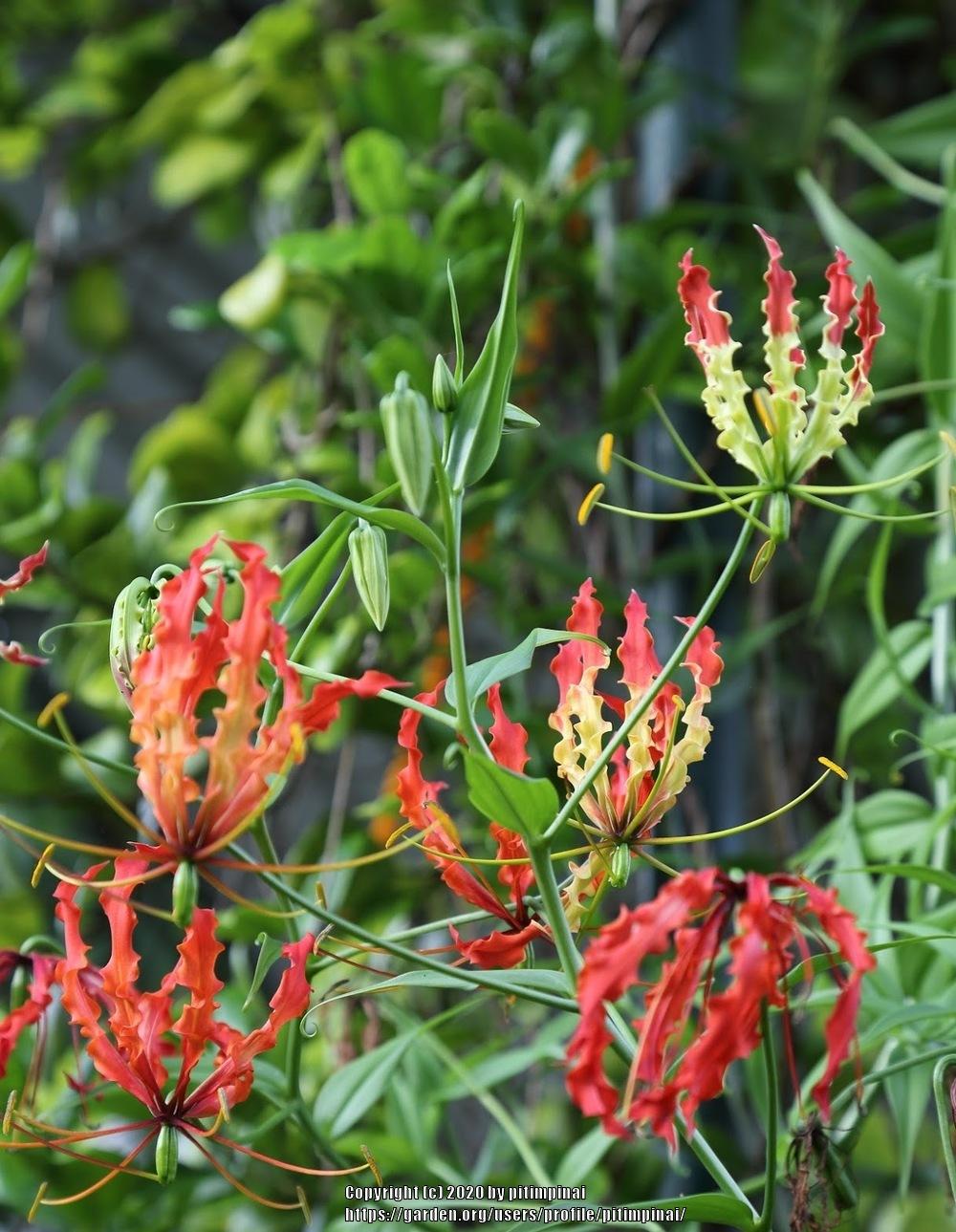 Photo of Flame Lily (Gloriosa) uploaded by pitimpinai