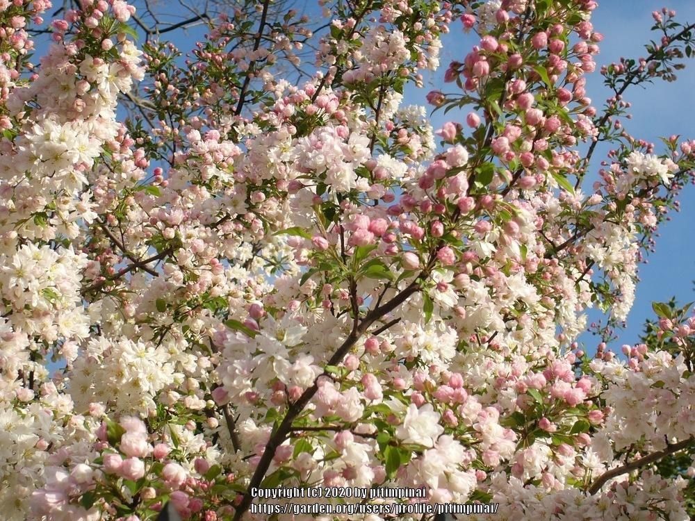 Photo of Crabapple (Malus 'Spring Bride') uploaded by pitimpinai