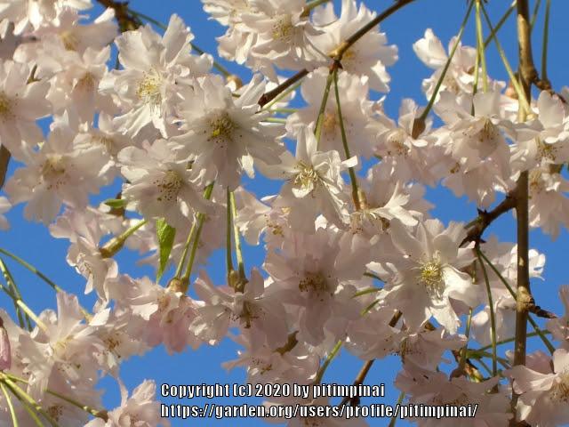 Photo of Weeping Higan Cherry (Prunus subhirtella 'Pendula Rosea') uploaded by pitimpinai