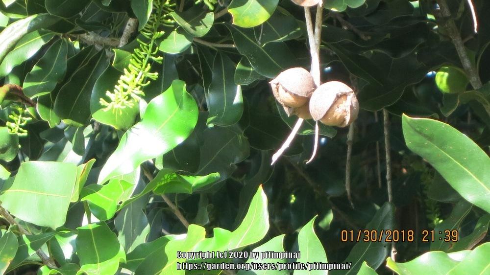 Photo of Macadamia (Macadamia integrifolia) uploaded by pitimpinai