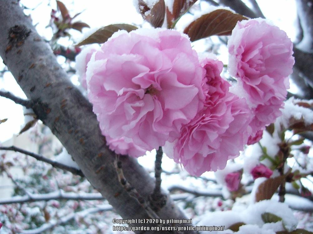 Photo of Japanese Flowering Cherry (Prunus serrulata 'Kanzan') uploaded by pitimpinai