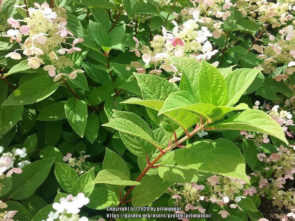 Photo of Panicle Hydrangea (Hydrangea paniculata) uploaded by pitimpinai