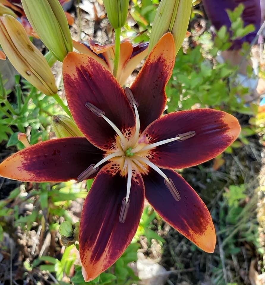 Photo of Asiatic Lily (Lilium 'Forever Susan') uploaded by pixie62560