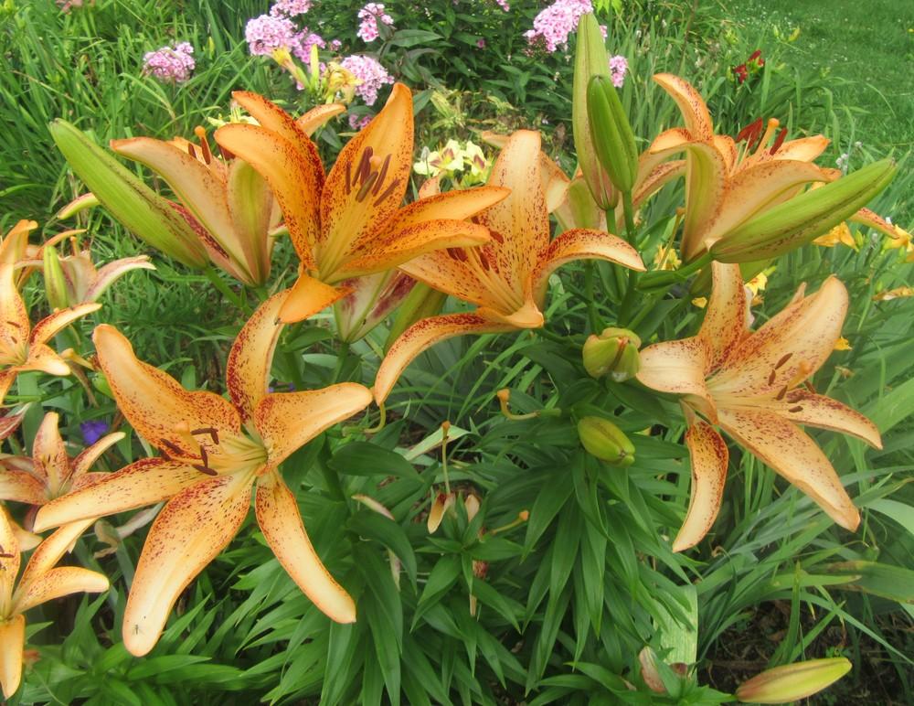 Photo of Lily (Lilium 'Kentucky') uploaded by tveguy3