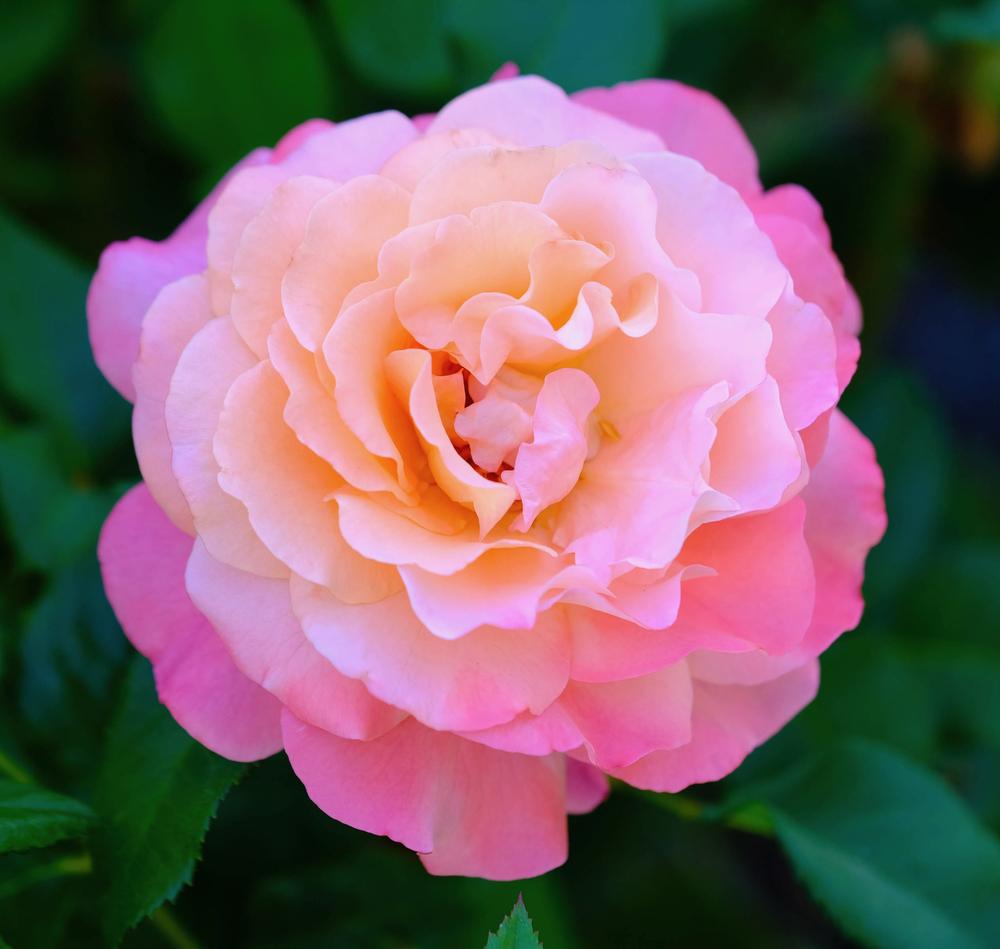 Photo of Rose (Rosa 'Augusta Luise') uploaded by AnnKNCalif