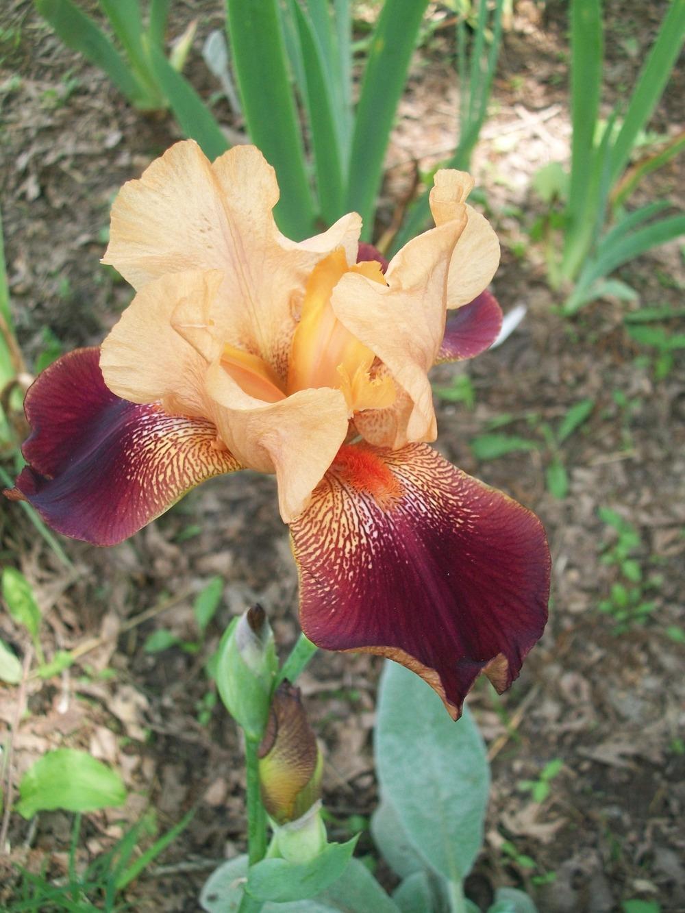 Photo of Tall Bearded Iris (Iris 'Iwan'a Iguana') uploaded by DonnaKribs