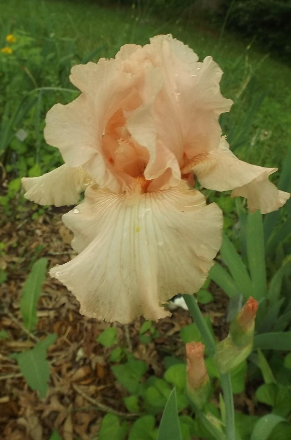 Photo of Tall Bearded Iris (Iris 'Beverly Sills') uploaded by DonnaKribs