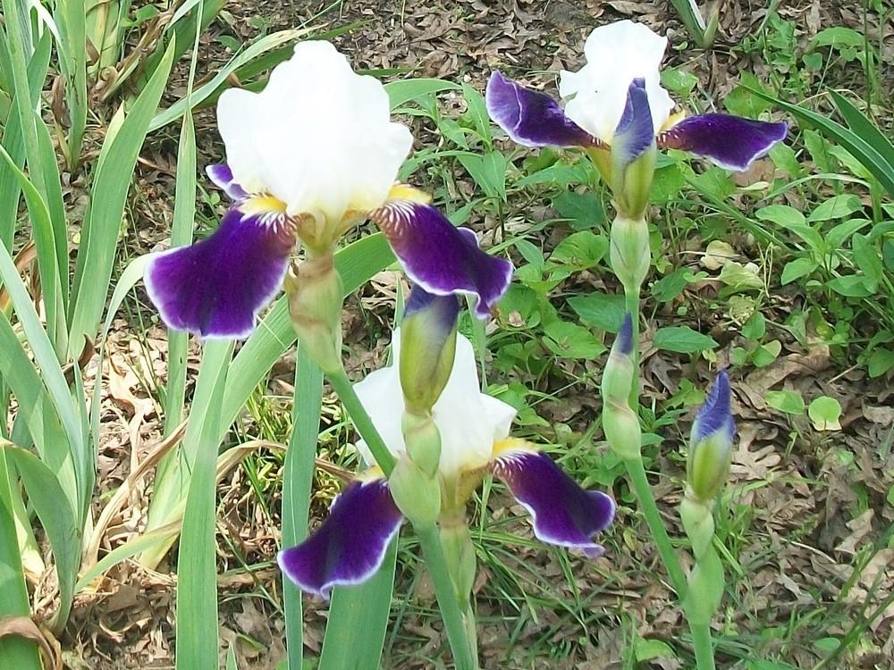 Photo of Tall Bearded Iris (Iris 'Wabash') uploaded by DonnaKribs