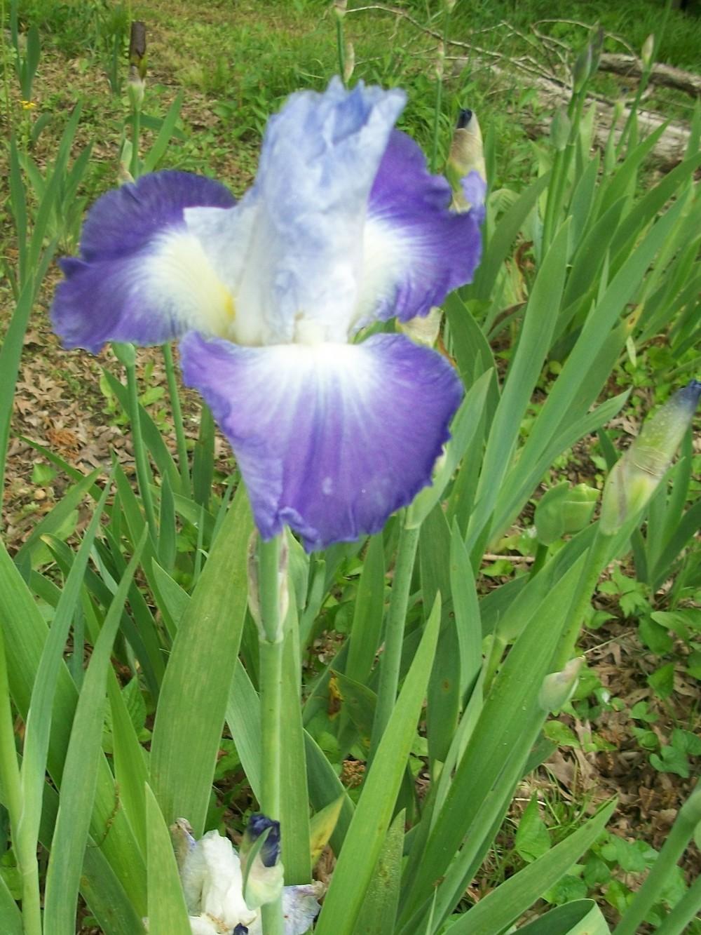 Photo of Tall Bearded Iris (Iris 'Clarence') uploaded by DonnaKribs