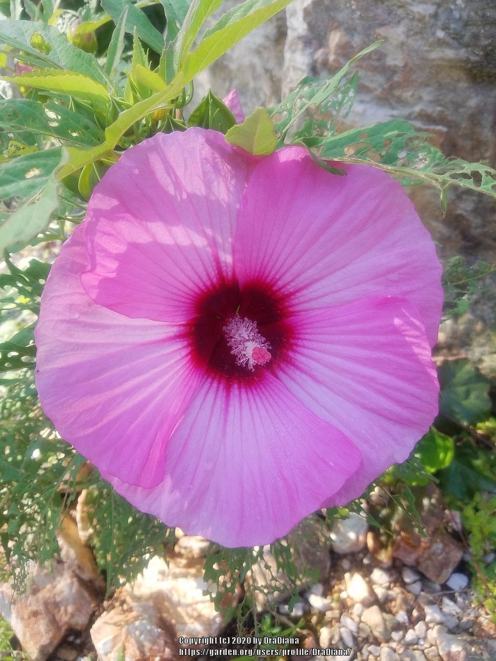 Photo of Hybrid Hardy Hibiscus (Hibiscus Summerific™ Candy Crush) uploaded by DraDiana