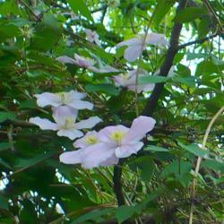 Location: Riverview, Robson, B.C.
Date: 2009-06-04
- Elizabeth has dainty blossoms with a vanilla fragrance.