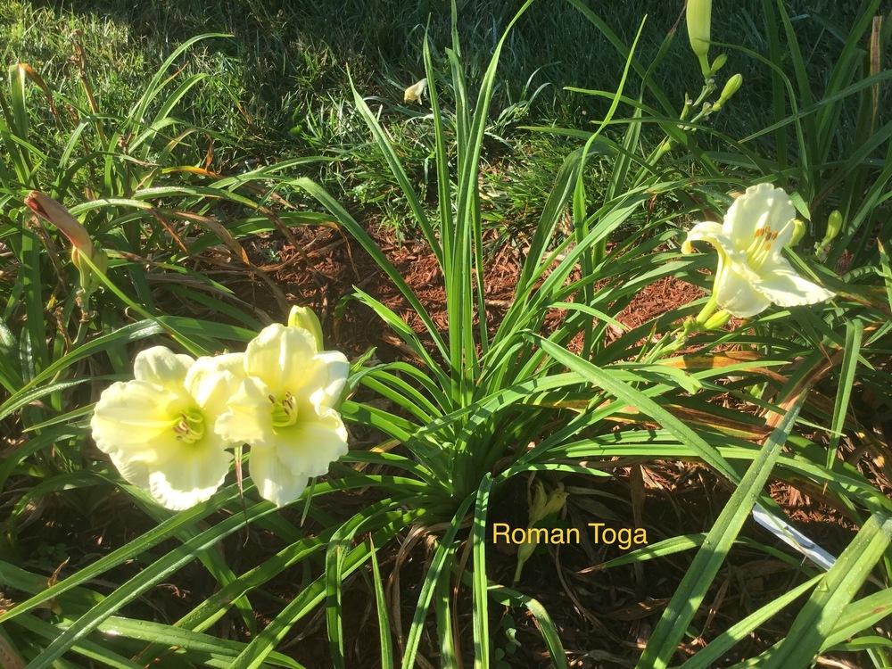 Photo of Daylily (Hemerocallis 'Roman Toga') uploaded by KYgal