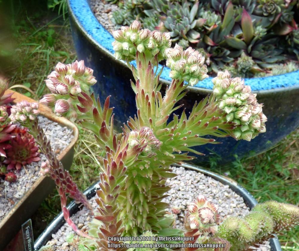 Photo of Hen and Chicks (Sempervivum 'Fuzzy Wuzzy') uploaded by MelissaHopper