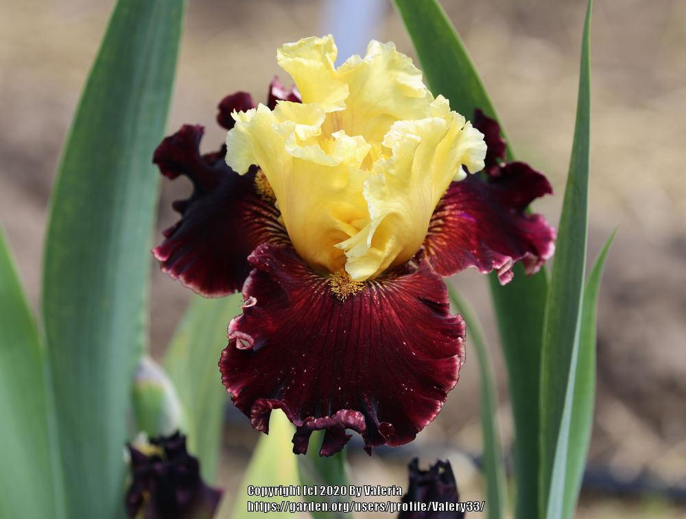 Photo of Tall Bearded Iris (Iris 'Argyle Knight') uploaded by Valery33