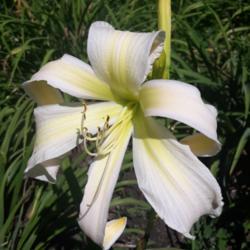 Location: New Hampshire
Date: 2020-07-18
Take at Harmon Hill Daylily Farm Hudson NH