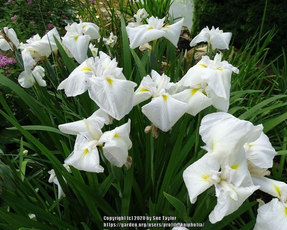 Photo of Japanese Iris (Iris ensata 'Moonlight Waves') uploaded by kniphofia