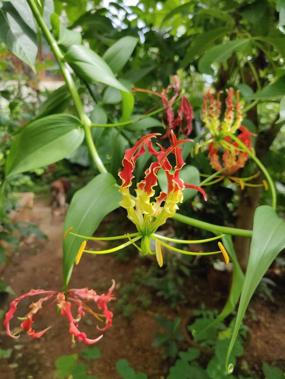 Photo of Gloriosa Lily (Gloriosa superba) uploaded by ksbhat