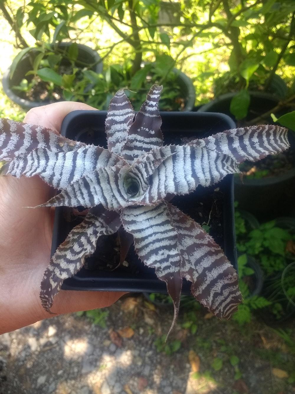 Photo of Earth Star (Cryptanthus 'Absolute Zero') uploaded by lakesidecallas