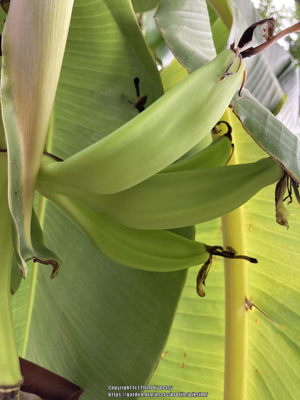 Photo of Bananas (Musa) uploaded by piksihk