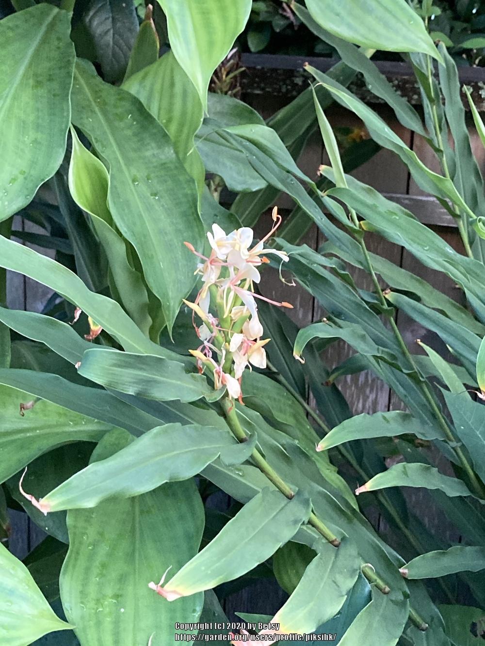 Photo of Ginger Lilies (Hedychium) uploaded by piksihk