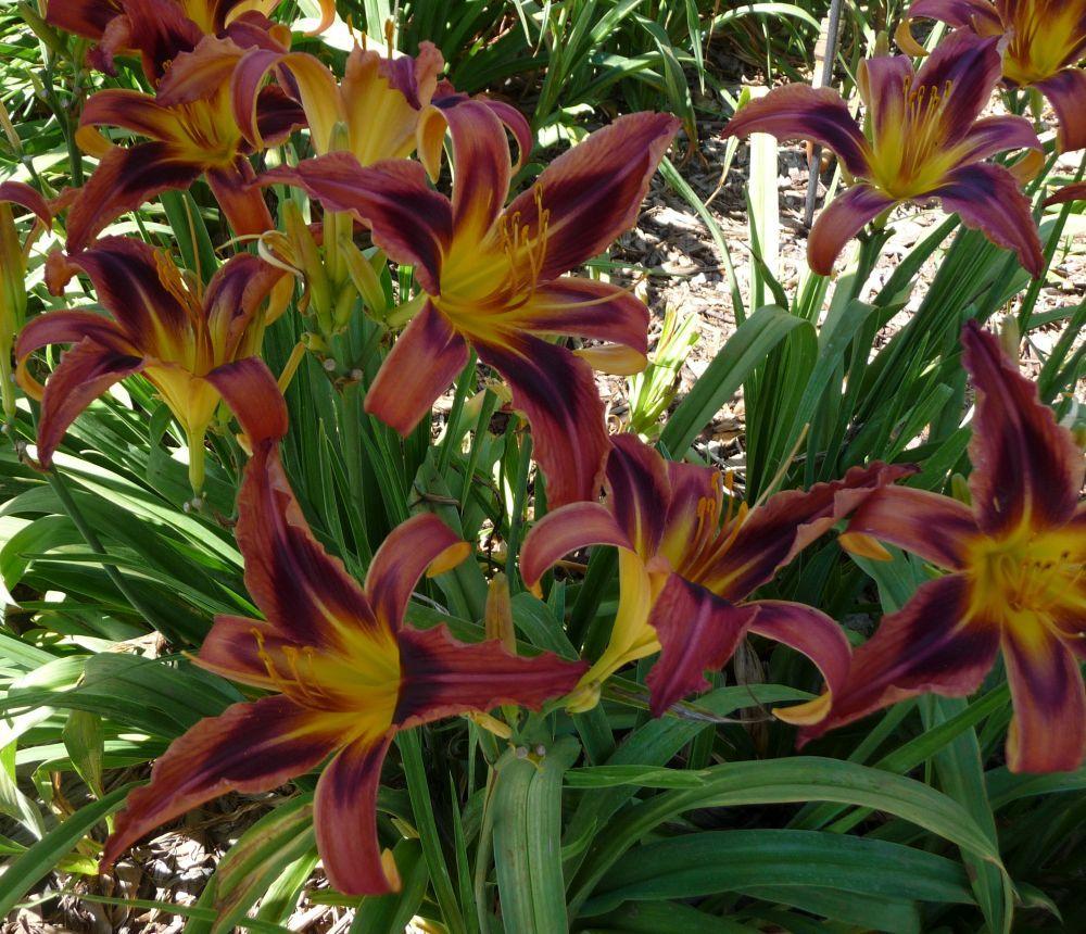 Photo of Daylily (Hemerocallis 'Heavenly Tiger Tails') uploaded by twixanddud