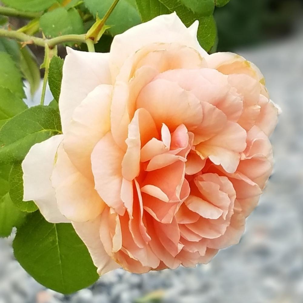 Photo of Rose (Rosa 'Versigny') uploaded by OrganicJen