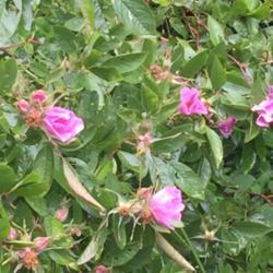 Location: Newland, NC
Date: 2020-07-18
This swamp rose was growing along the bank of the lake in saturat