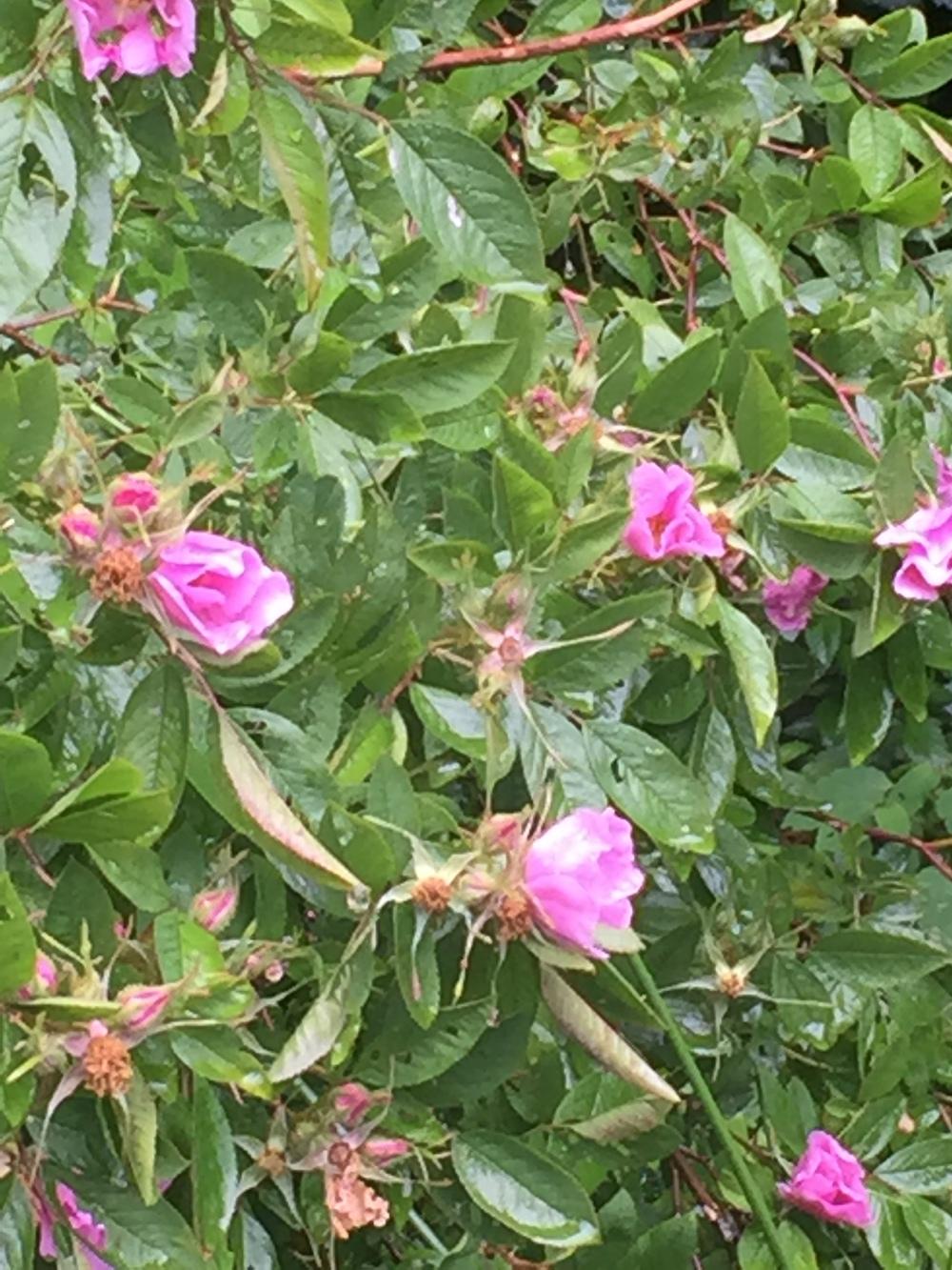 Photo of Swamp Rose (Rosa palustris) uploaded by WhistlingWisteria