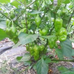 Location: Millersville MD
Date: 2020-07-17
Nursery labeled as C. annuum Habanero in a collection of Salsarif