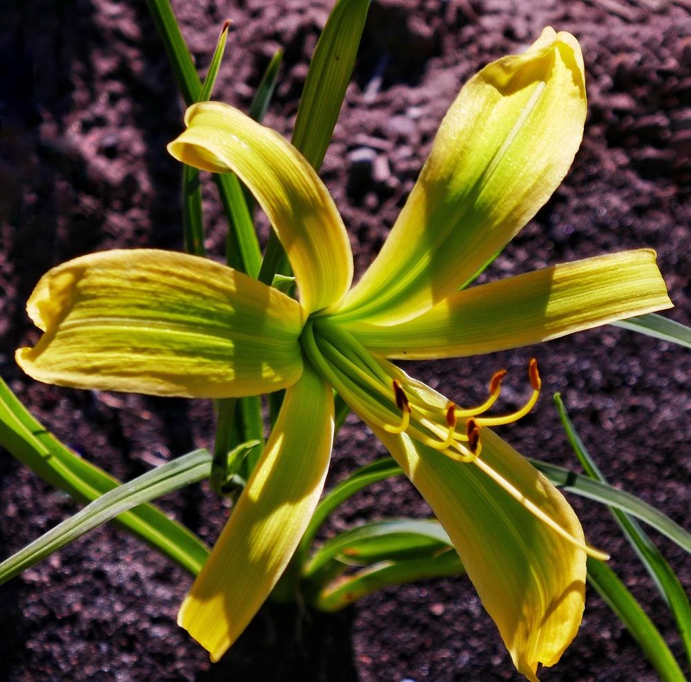 Photo of Daylily (Hemerocallis 'Green Arrow') uploaded by Charlemagne