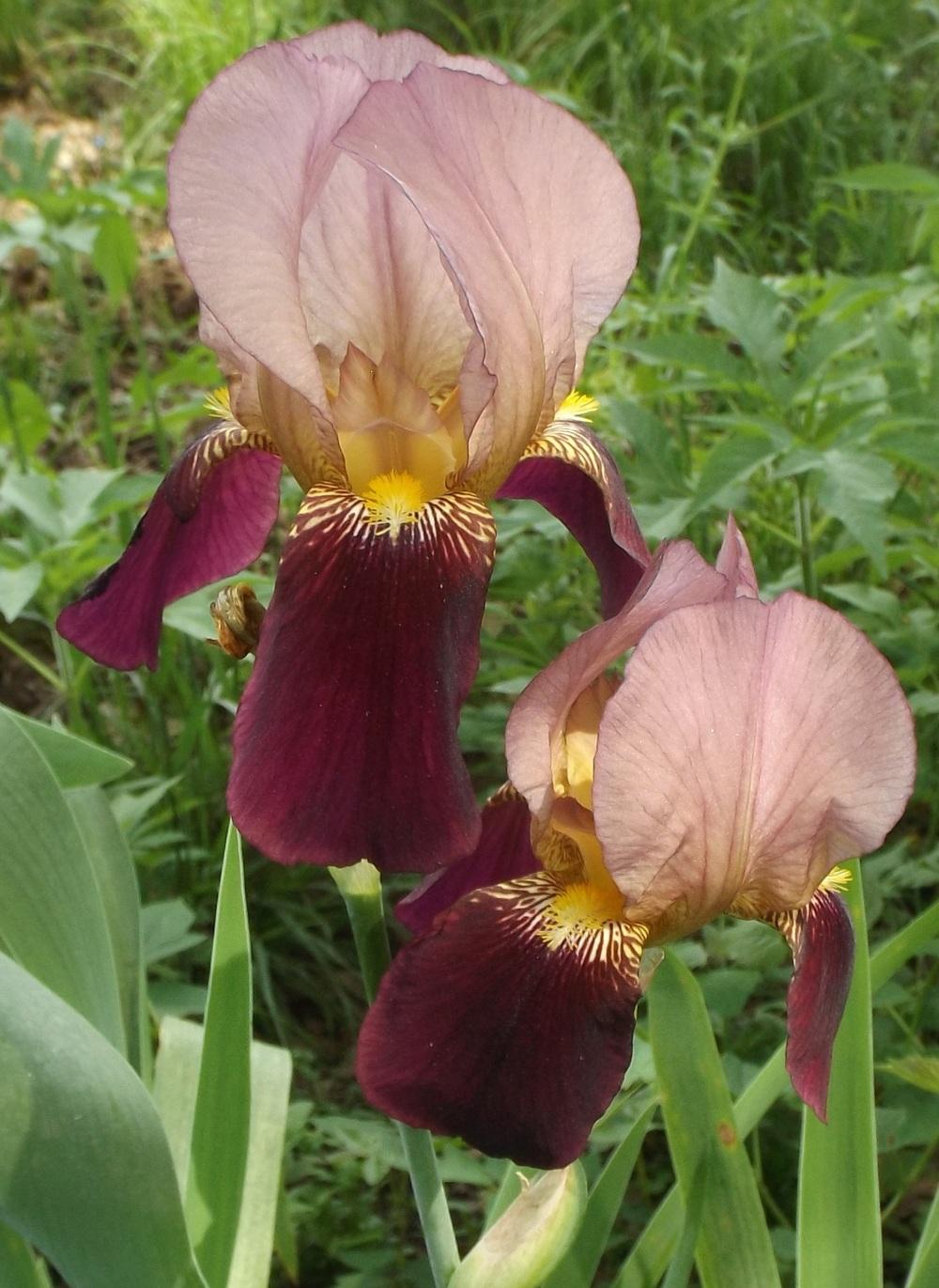 Photo of Tall Bearded Iris (Iris 'Indian Chief') uploaded by DonnaKribs