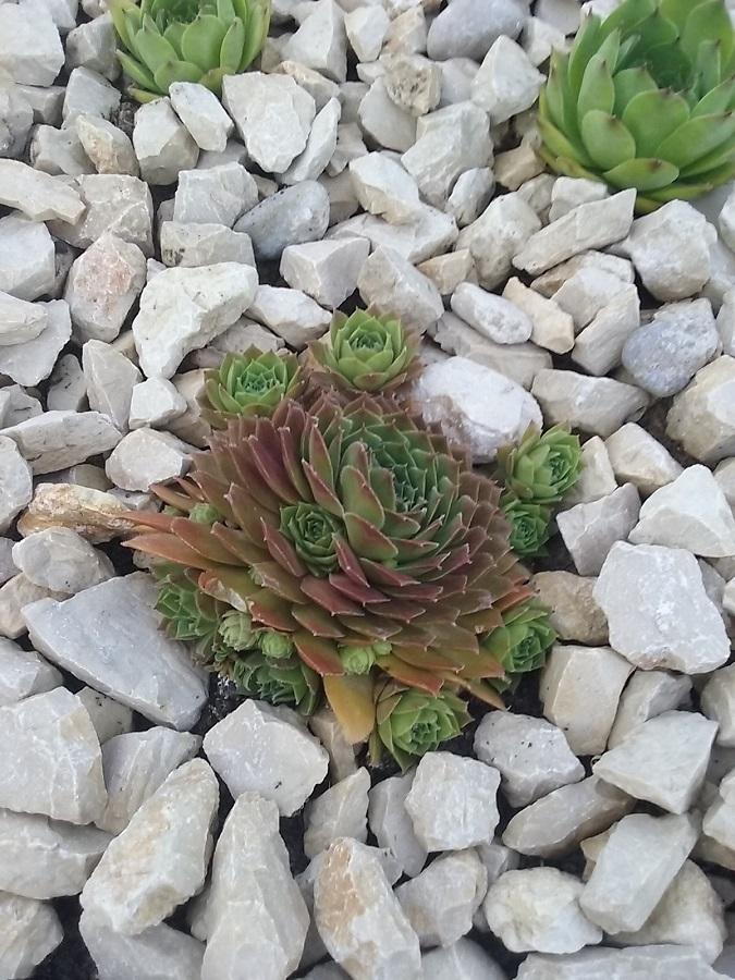 Photo of Sempervivum uploaded by Lucius93