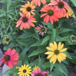 Location: Southern Maine
Date: 2020-07-20
Oranges, reds, and yellow (plus a rudbeckia)