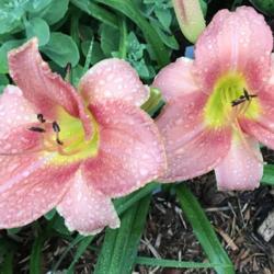 Location: My zone 5 garden.
Date: 2020-07-19
This is the very first daylily that started my obssession - a fri