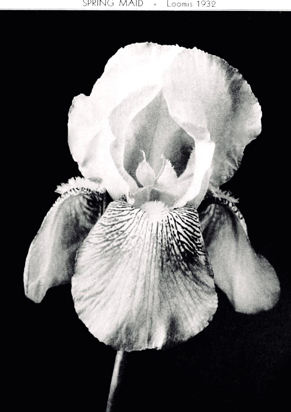 Photo of Tall Bearded Iris (Iris 'Springmaid') uploaded by scvirginia