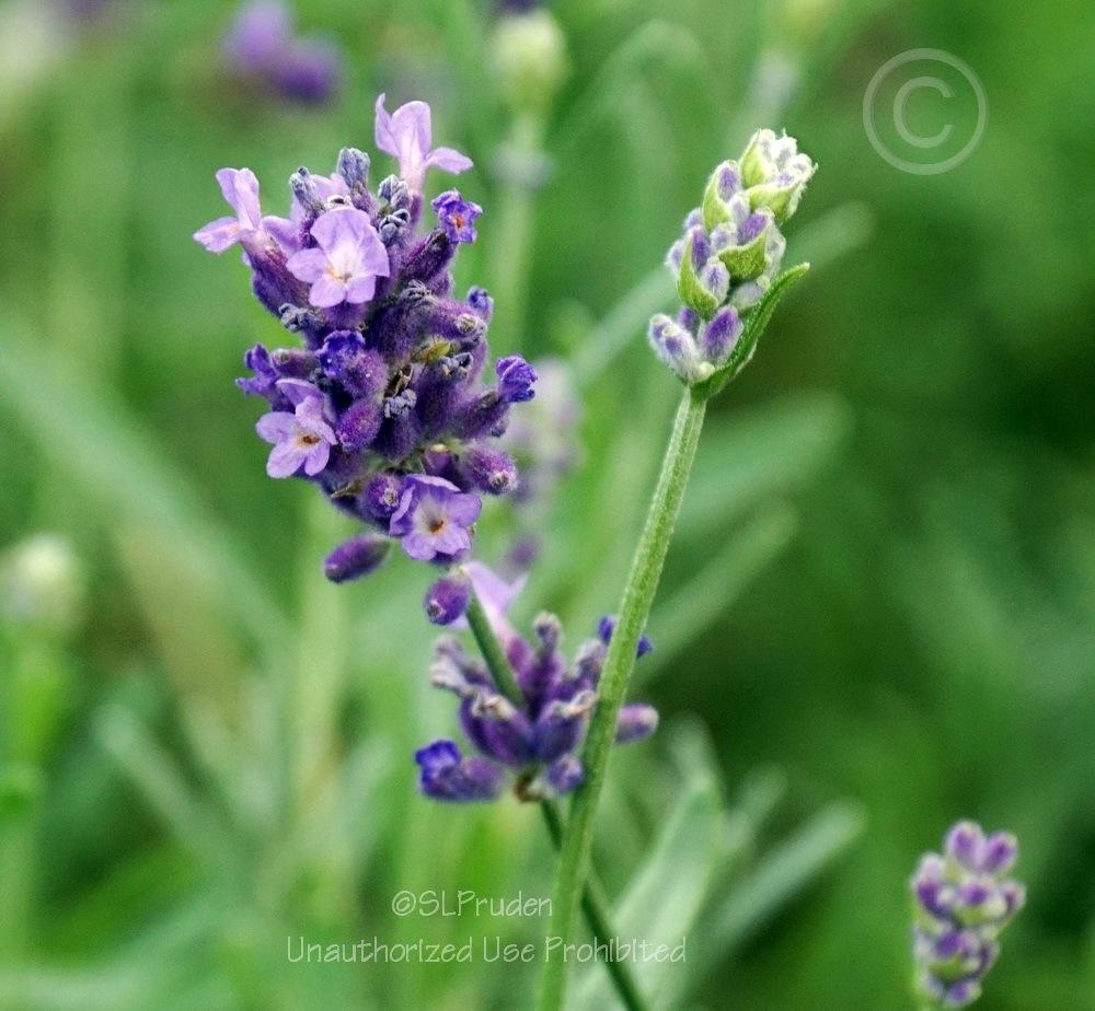 Photo of English Lavender (Lavandula angustifolia SuperBlue) uploaded by DaylilySLP