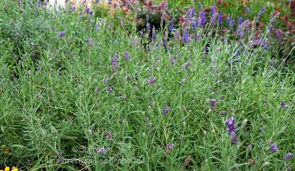 Photo of English Lavender (Lavandula angustifolia SuperBlue) uploaded by DaylilySLP
