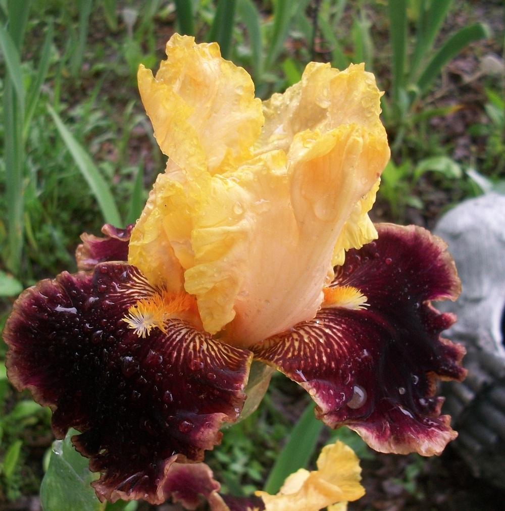Photo of Tall Bearded Iris (Iris 'Mexican Holiday') uploaded by DonnaKribs