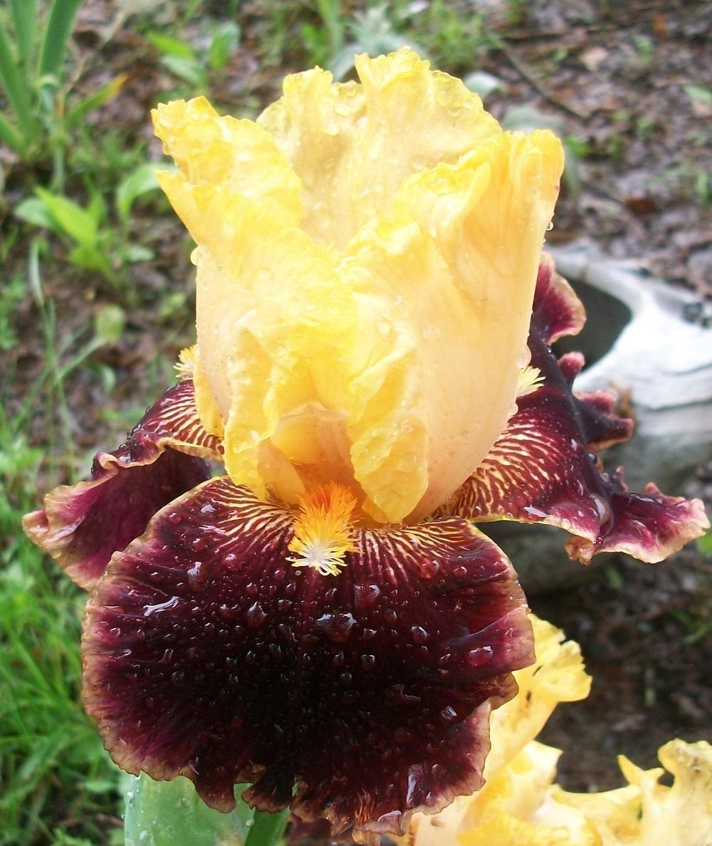 Photo of Tall Bearded Iris (Iris 'Mexican Holiday') uploaded by DonnaKribs