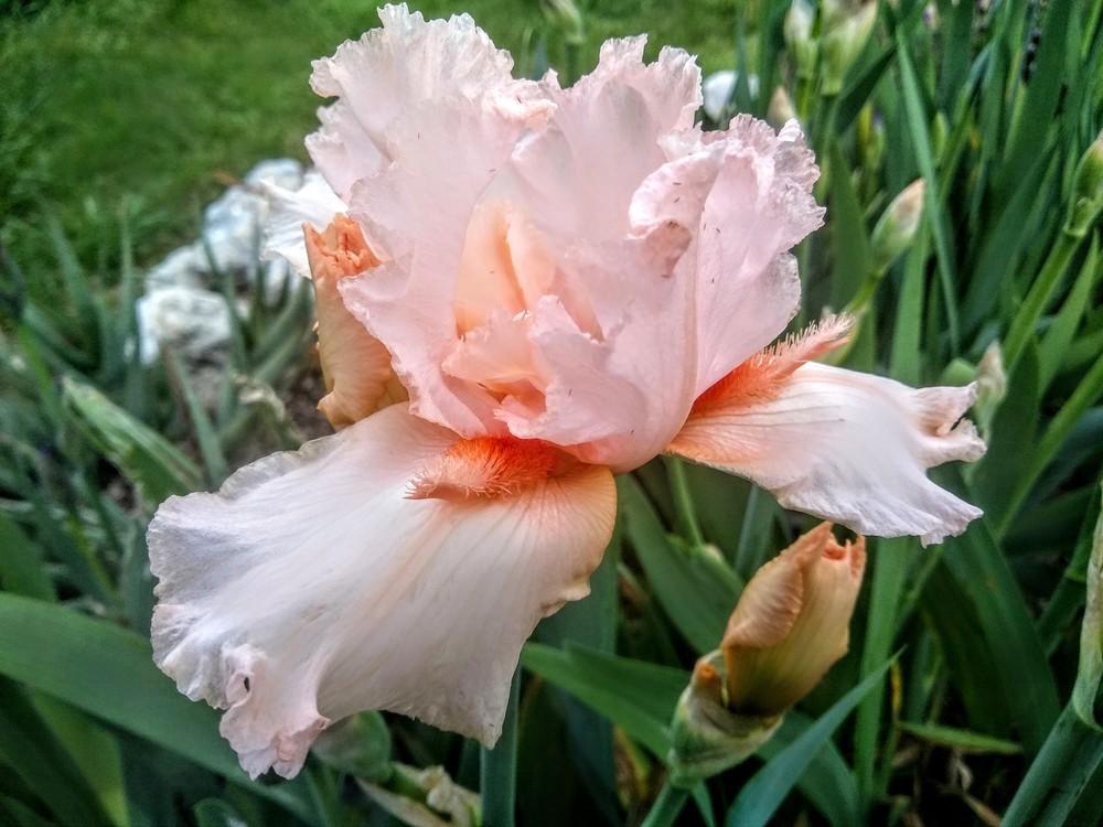 Photo of Tall Bearded Iris (Iris 'Coral Point') uploaded by Gretchenlasater