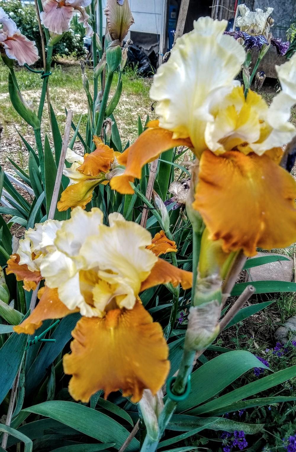 Photo of Tall Bearded Iris (Iris 'Fall Fiesta') uploaded by Gretchenlasater