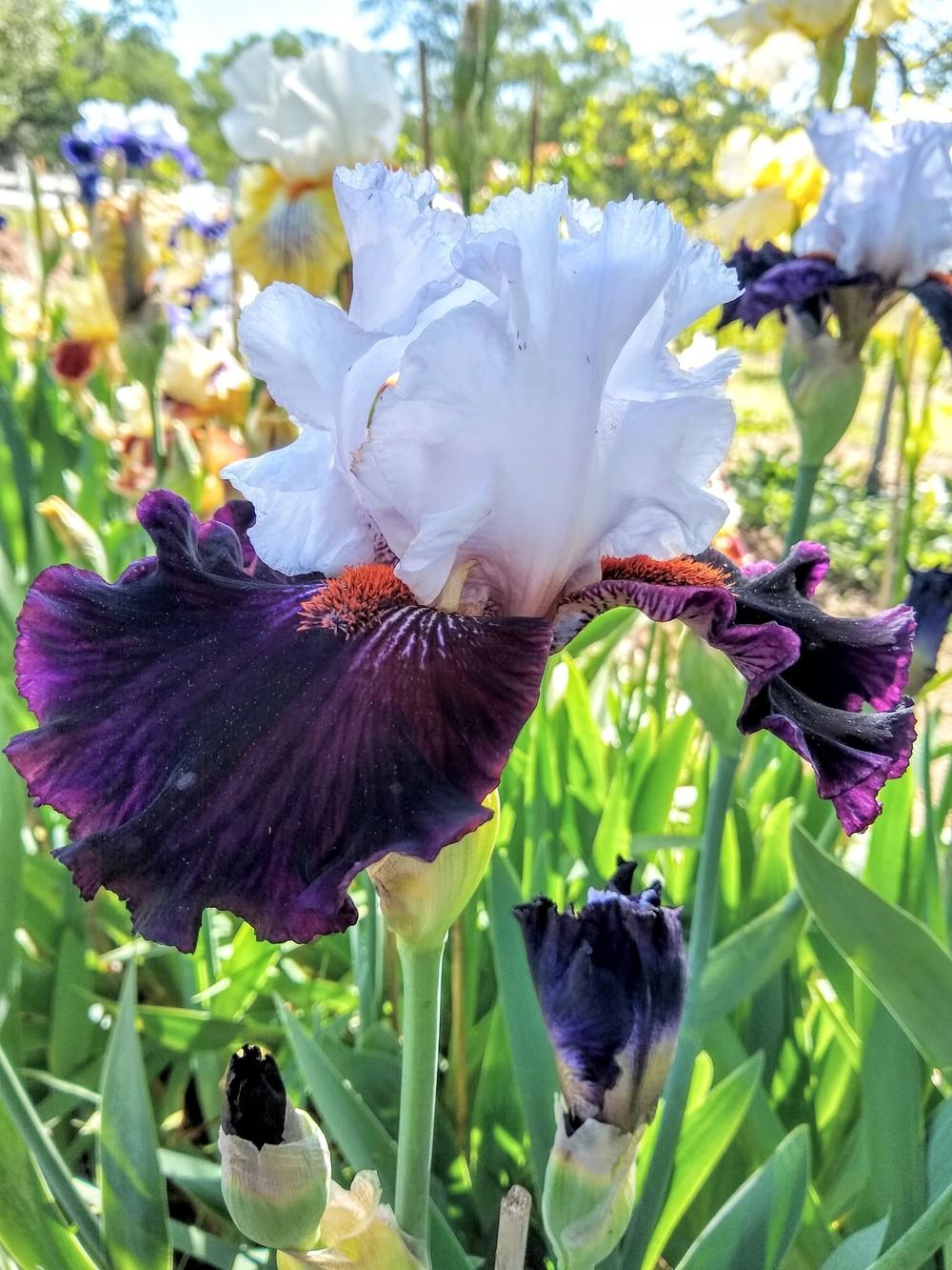 Photo of Tall Bearded Iris (Iris 'Starring') uploaded by Gretchenlasater