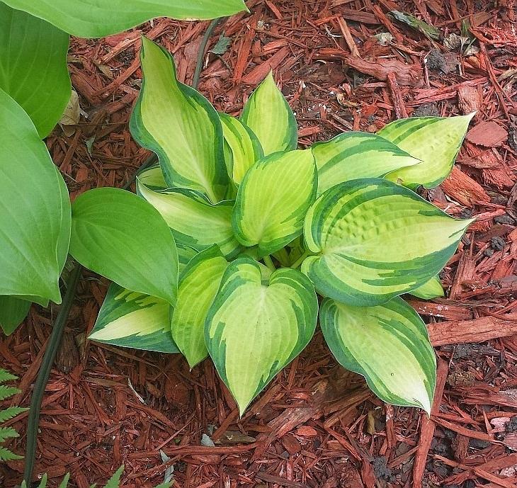 Photo of Hosta 'Great Expectations' uploaded by comgoddess